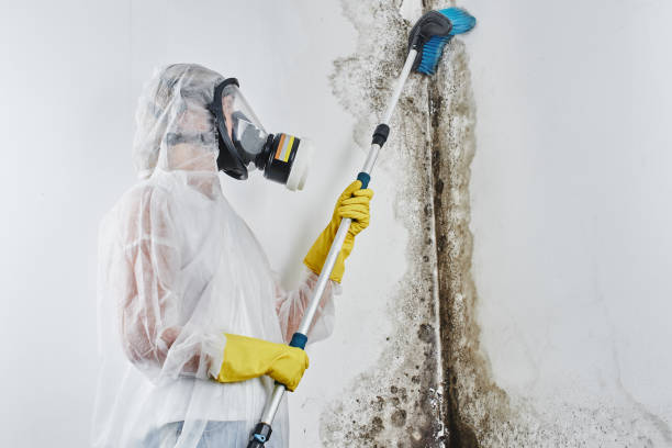 Water damage restoration mold remediation in Berino, NM