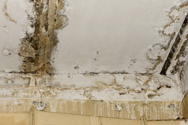 Professional Water damage restoration in Berino, NM