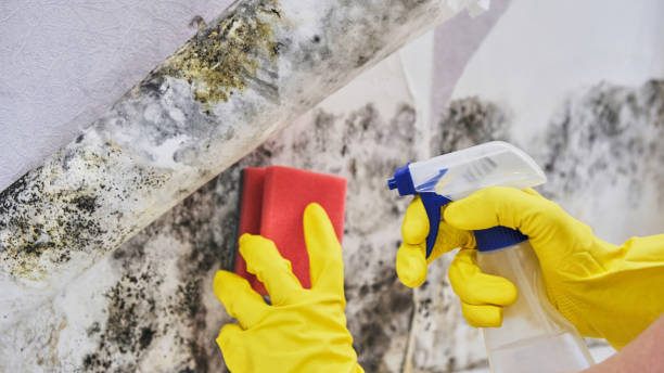 Best Mold removal after water damage  in Berino, NM